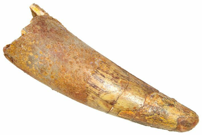 Fossil Spinosaurus Tooth - Real Dinosaur Tooth #366479